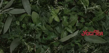 Představujeme značku Yogi Tea: čaje inspirované přírodou